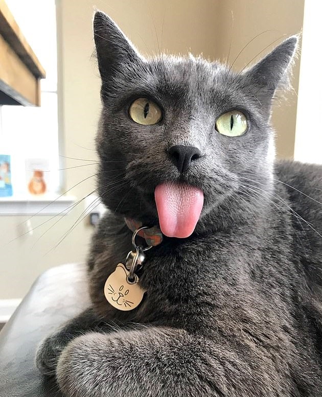 This cat constantly sticks out its tongue to everyone without teasing someo...